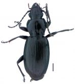 Pterostichus (Pseudoferonina) bousqueti Bergdahl, 2011
