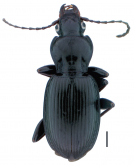 Pterostichus (Pseudoferonina) lolo Bergdahl, 2011