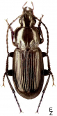 Pterostichus (Pseudomaseus) gracilis (Dejean, 1828)