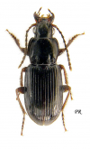 Pterostichus (Pseudomaseus) minor (Gyllenhal, 1827)
