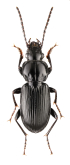 Pterostichus (Pseudomaseus) rhaeticus Heer, 1837