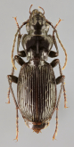 Pterostichus (Pterostichus) fasciatopunctatus (Creutzer, 1799)