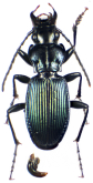 Pterostichus (Pterostichus) malissorum Apfelbeck, 1907