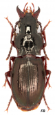 Pterostichus (Aphaon) rhilensis kourili Maran, 1933c: 74