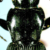 Pterostichus (Pterostichus) shiibanus Habu, 1958