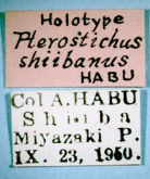 Pterostichus (Pterostichus) shiibanus Habu, 1958