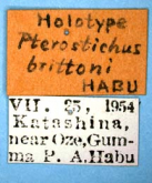 Pterostichus (Rhagadus) brittoni Habu, 1958 (Label)