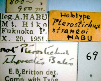 Pterostichus (Rhagadus) latemarginatus (Straneo, 1936) as straneoi Habu, 1958