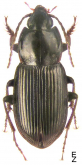 Pterostichus (Rhagadus) microcephalus Motschulsky, 1860