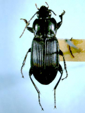 Pterostichus (Rhagadus) quelpartensis Habu, 1985: 75