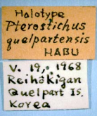 Pterostichus (Rhagadus) quelpartensis Habu, 1985: 75