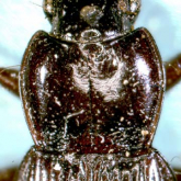 Pterostichus (Rhagadus) takaosanus Habu, 1958