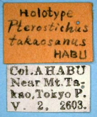 Pterostichus (Rhagadus) takaosanus Habu, 1958 (Label)