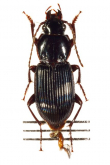 Pterostichus (Rhagadus) thorectes Bates, 1873a: 287