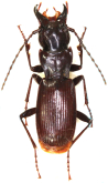 Pterostichus (Nialoe) yahikosanus Sasakawa, 2009