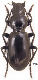 Pterostichus (Steropus) ebenus (Quensel, 1806)