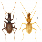 Qianaphaenops (Qiandongaphaenops) variabilis Tian, Huang & Wang, 2015
