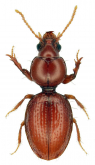 Reicheiodes (Reichonippodes) matobai Morita, 2015