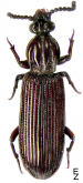 Rhysodes sulcatus Fabricius, 1787