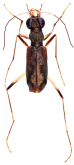 Rhysopleura orbicollis (Sloane, 1904)