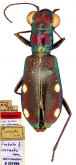 Rhytidophaena inornata (W.Horn, 1900)