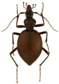 Scaphinotus (Brennus) cristatus Harris, 1839