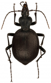 Scaphinotus (Brennus) punctatus LeConte, 1874