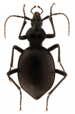 Scaphinotus (Brennus) rugiceps incipiens (Casey, 1897)