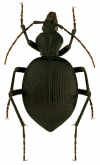 Scaphinotus (Brennus) rugiceps rugiceps s.str.