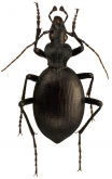 Scaphinotus (Brennus) striatopunctatus  (Chaudoir, 1844)