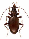 Scaphinotus (Maronetus) hubbardi Schwarz, 1895