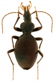 Scaphinotus (Maronetus) schwarzi Beutenmuller, 1913