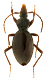 Scaphinotus (Maronetus) unistriatus Darlington, 1931