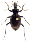 Scaphinotus (Nomaretus) bilobus Say, 1825
