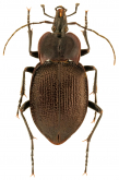 Scaphinotus (Scaphinotus) elevatus neomexicanus Vandyke, 1924