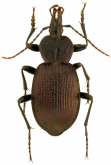 Scaphinotus (Scaphinotus) petersi grahami Vandyke, 1938