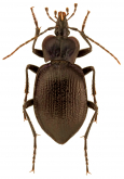 Scaphinotus (Scaphinotus) petersi catalinae Vandyke, 1924