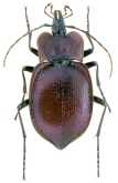 Scaphinotus (Scaphinotus) petersi petersi