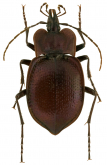 Scaphinotus (Scaphinotus) petersi petersi s.str.
