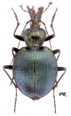 Scaphinotus (Scaphinotus) viduus Dejean, 1826