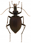 Scaphinotus (Steniridia) andrewsii amplicollis (Casey, 1920)