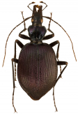 Scaphinotus (Steniridia) andrewsii amplicollis (as montanus)