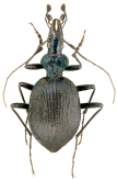 Scaphinotus (Steniridia) andrewsii andrewsii