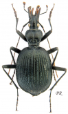 Scaphinotus (Steniridia) andrewsii mutabilis (Casey, 1920)