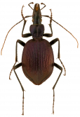 Scaphinotus (Steniridia) andrewsii mutabilis (Casey, 1920)