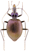 Scaphinotus (Steniridia) andrewsii waldensius (Valentine, 1935)