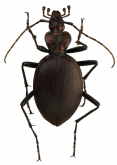 Scaphinotus (Stenocantarus) hatchi  Beer, 1971