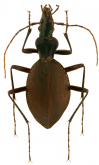 Scaphinotus (Brennus) johnsoni Van Dyke, 1924
