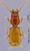 Scotodipnus (Binaghites) armellinii (Ganglbauer, 1900)