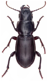 Secatophus australis (Hope, 1845)